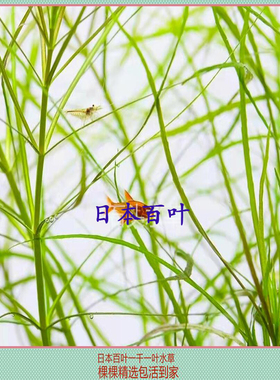 日本百叶水草无需二氧化碳水下叶淡水养殖鱼缸草缸生态缸造景绿色