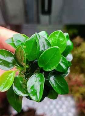 正宗迷你榕水下叶绿色小叶捆绑沉木杜鹃根树冠草缸鱼缸树冠造景