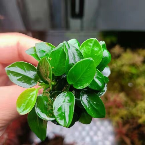 正宗迷你榕假水下叶小叶草树冠