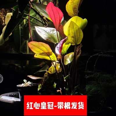大卷浪红心皇冠网草满减开花睡莲