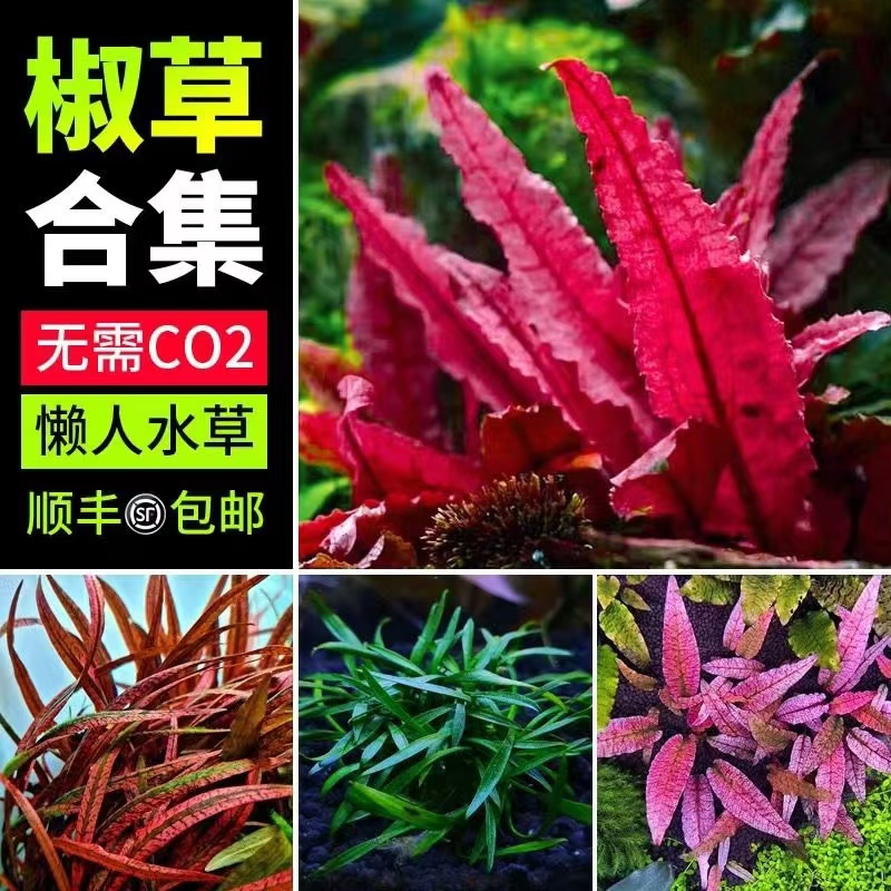 无需二氧化碳原生溪流懒人新手草