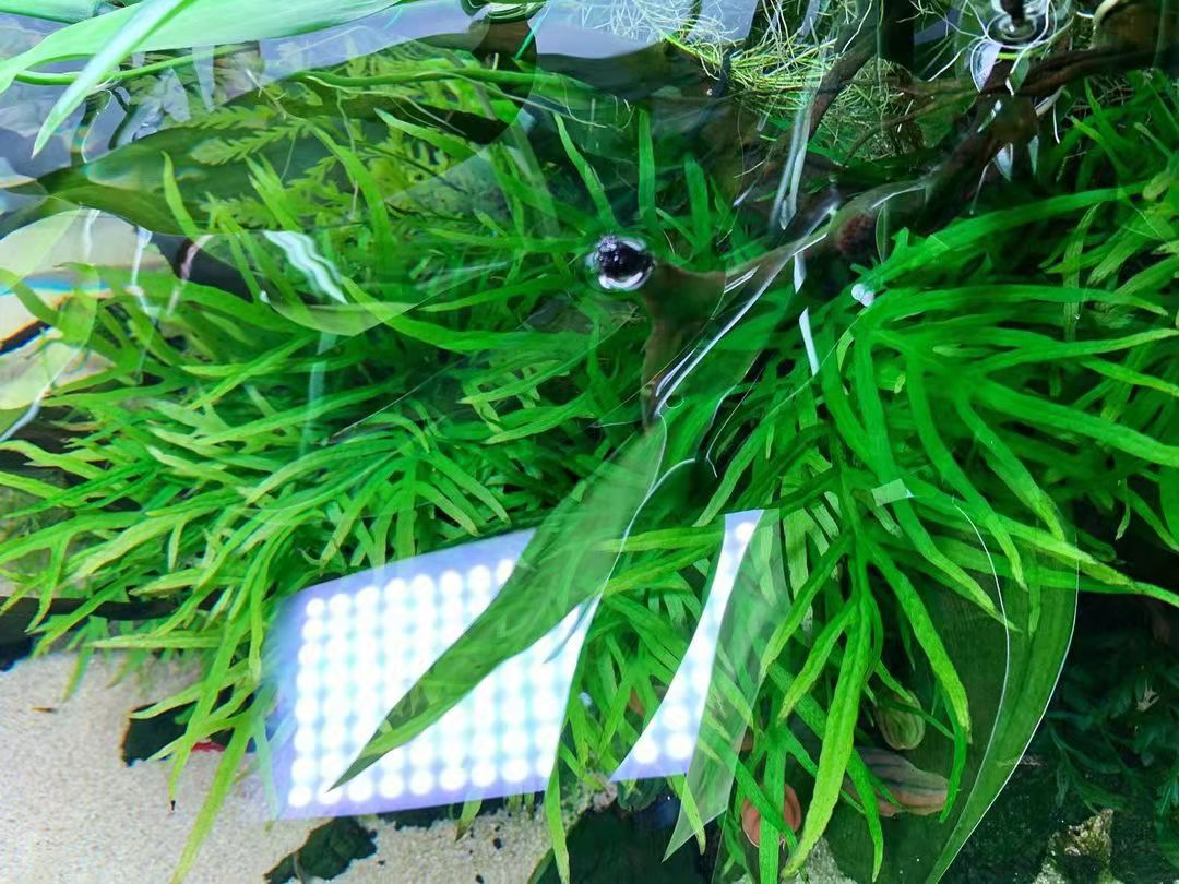 丹麦细叶铁鱼缸沉木造景活体水草