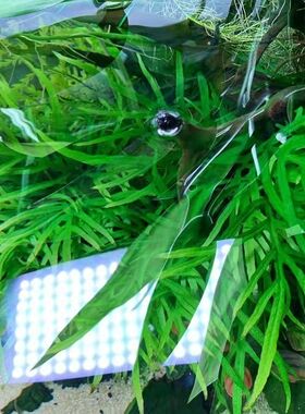 丹麦细叶铁鱼缸沉木造景活体水草捆绑阴性懒人鹿角皇冠水下叶绿色