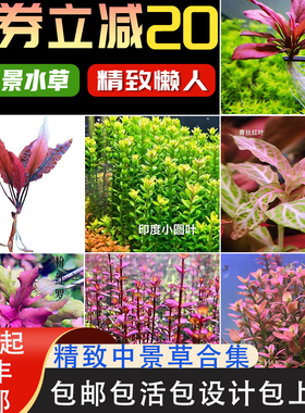 中景水草合集鱼缸水草植物红色阴性草水草鱼缸专用极乐鸟绿色圆叶