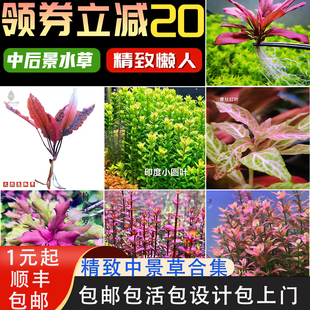 中景水草合集鱼缸水草植物红色阴性草水草鱼缸专用极乐鸟绿色圆叶