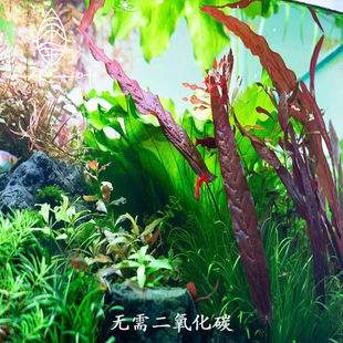 大叶红海带红色淡水阳性大卷浪大型后景水草水族箱鱼缸草缸造景