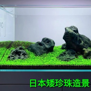 日本矮珍珠爬地无菌杯水下叶无需转水二氧化碳前景草草缸鱼缸造景