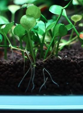 汤匙萍汤勺萍水草绿色前景爬地串根走茎水下叶淡水草缸生态缸草坪