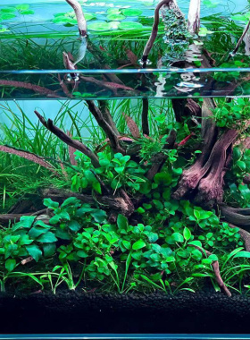袖珍水榕阴性活体水草正宗日本迷你榕绿色ADA草缸生态缸造景常用