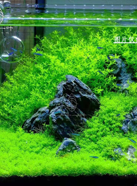 前景草爬地珍珠日本矮珍珠无需二氧化碳绿色草坪草缸鱼缸虾缸造景
