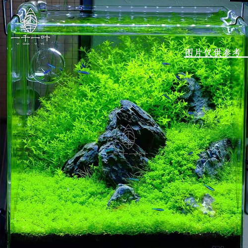 草坪无需二氧化碳日本矮珍珠前景