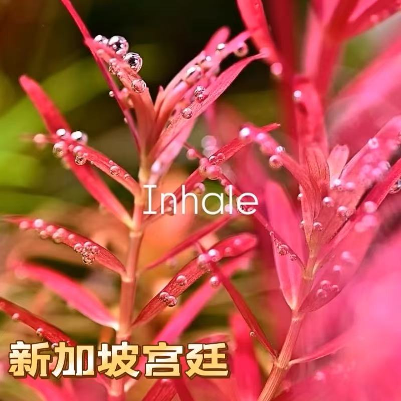 丹麦血红宫廷水草蝴蝶