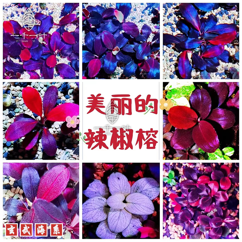 玄武系幽灵辣椒榕稀有水草发色