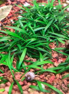 迷你椒草(帕夫椒草)绿色爬地淡水前景水下叶水族鱼缸草缸造景水草