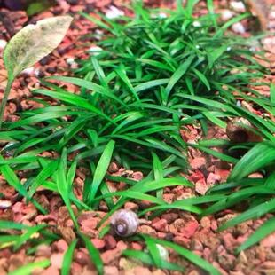 迷你椒草(帕夫椒草)绿色爬地淡水前景水下叶水族鱼缸草缸造景水草
