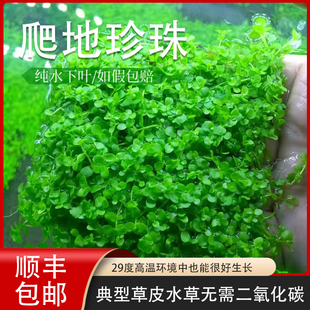 前景爬地矮珍珠趴地迷你草缸鱼缸草坪造景懒人绿色阴性淡水植物