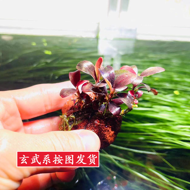 辣椒榕水草稀有无需二氧化碳