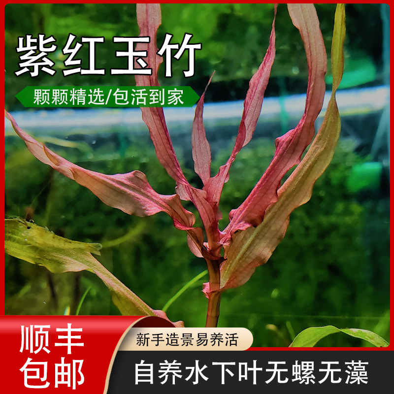 玉竹挺水植紫色养殖草缸中景绿色