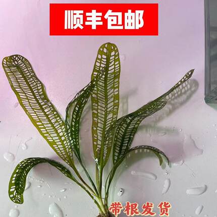 网草球拍大卷浪水草稀有大型异型草皇冠龙鞭后景鱼缸植物深高缸草