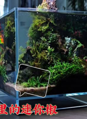 迷你椒草(帕夫椒草)绿色爬地淡水前景水下叶水族鱼缸草缸造景水草