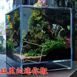 迷你椒草(帕夫椒草)绿色爬地淡水前景水下叶水族鱼缸草缸造景水草