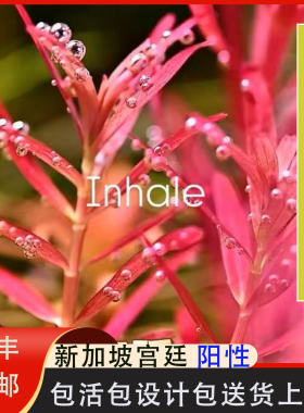 红草宫廷新加坡红宫廷新品水下叶鱼缸植物鱼缸水草红色阳性真水草