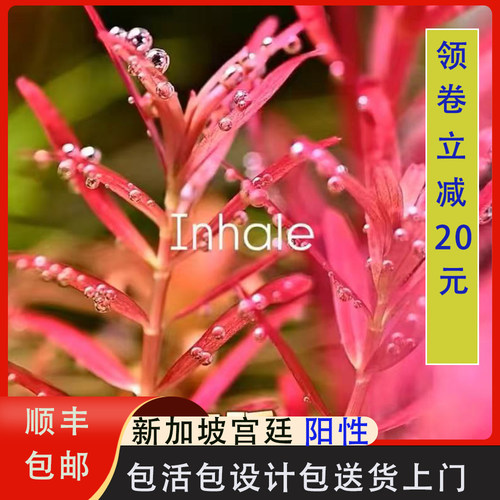 新加坡宫廷红色水草阳性草鱼缸