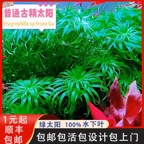 绿太阳太阳谷精纯水后景草