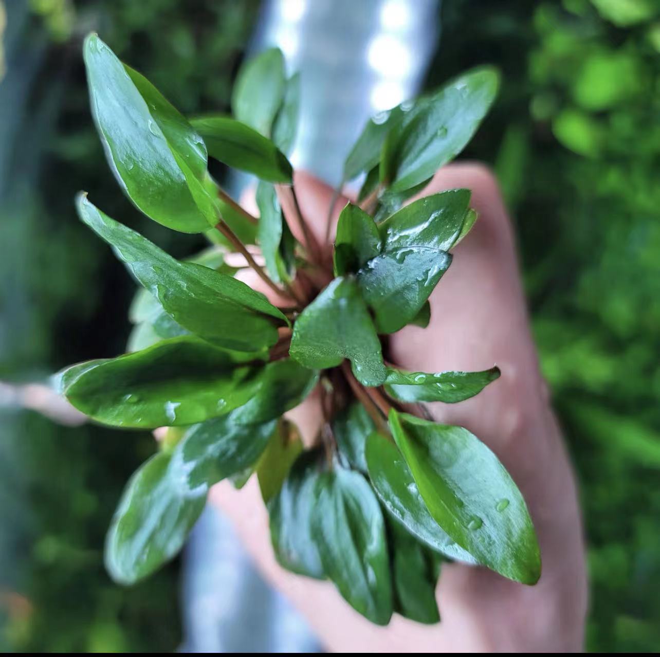 无泥无碳草缸底沙陶粒缸水草泰国青椒莫斯鱼缸水草青椒绿温蒂辣椒