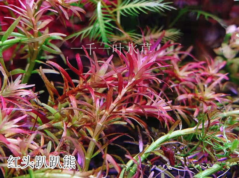 红头趴趴熊水草稀有水草红色前景草自养水下叶稀有草缸红色前景