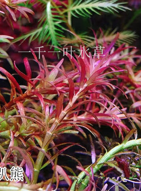 红头趴趴熊水草稀有水草红色前景草自养水下叶稀有草缸红色前景
