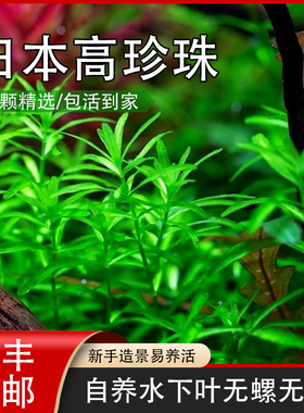 日本珍珠高珍珠水草水下叶中后景草缸造景无需二氧化碳鱼缸植物