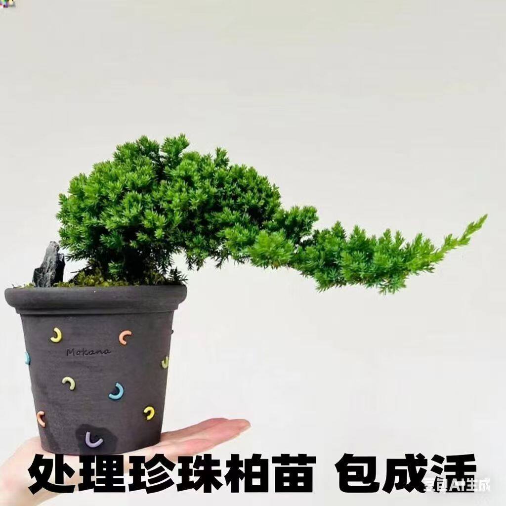新西兰珍珠柏苗盆景含盆易养护