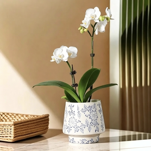 中式青花瓷蝴蝶兰插花花盆