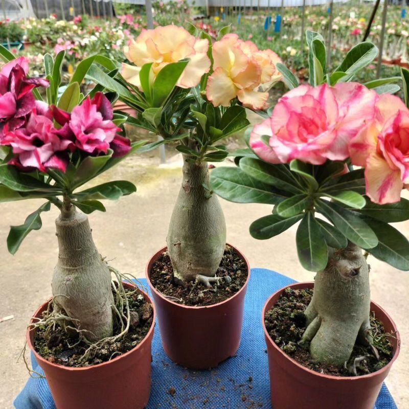 沙漠玫瑰老桩多肉玫瑰花室内阳台多肉植物