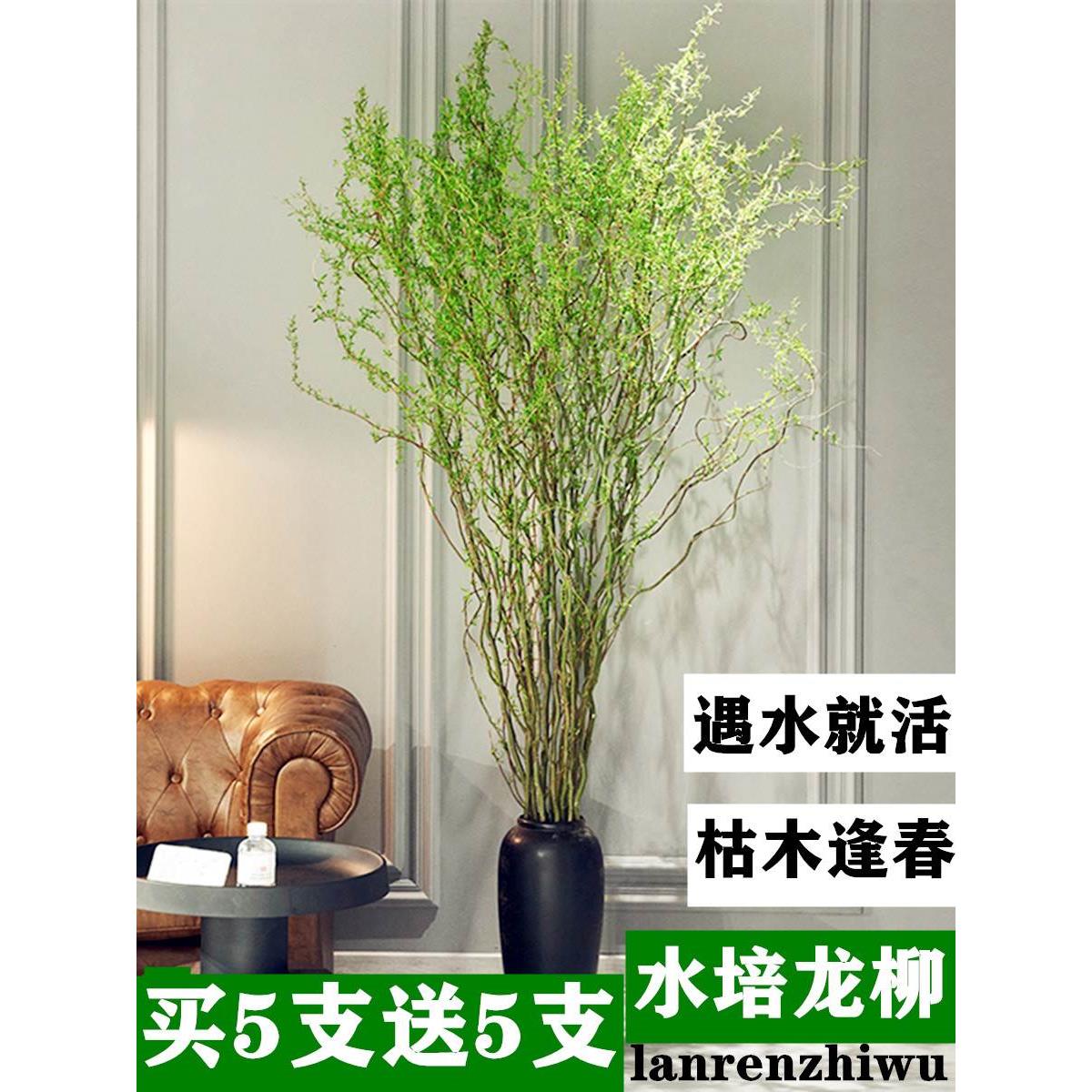 龙柳鲜枝插花客厅水培植物花卉吊钟鲜花四季好养活水养干枝支雪柳