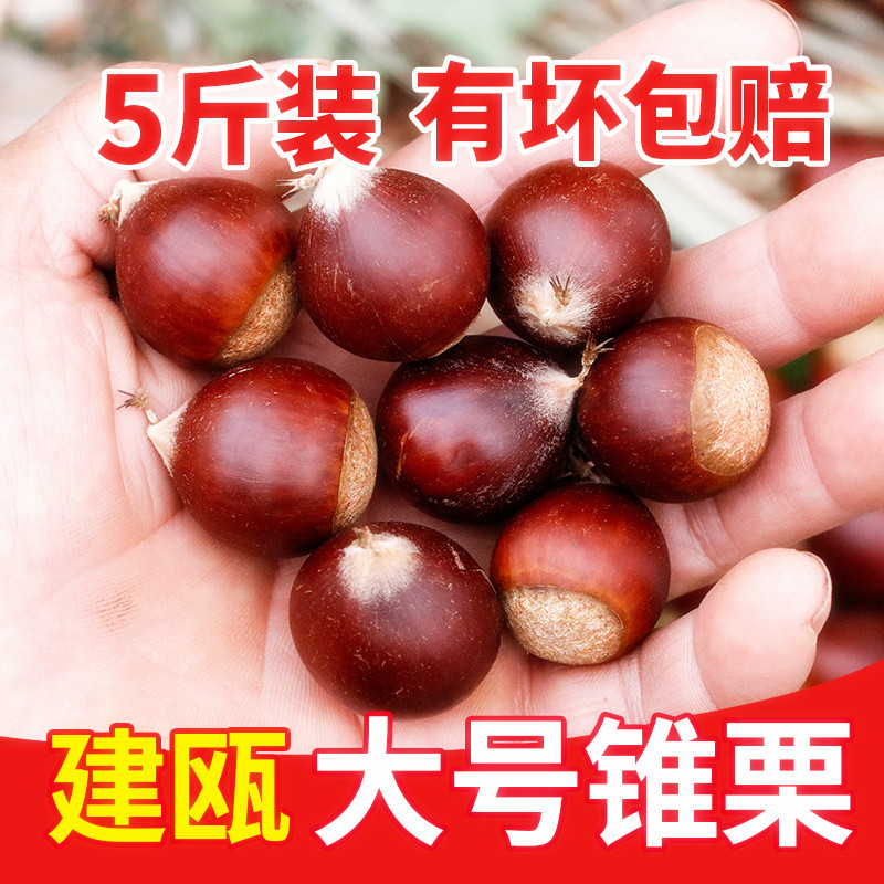 板栗生新鲜现摘建瓯锥栗2023年新货高山榛子野生去壳嫩油栗毛栗子