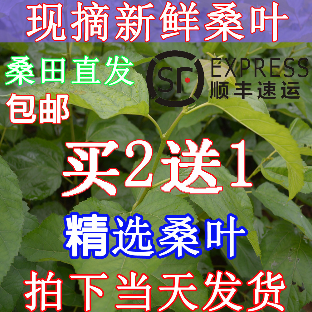 新鲜桑叶蚕宝宝食物 农家现摘嫩桑 叶大肉厚 桑树苗盆栽包邮
