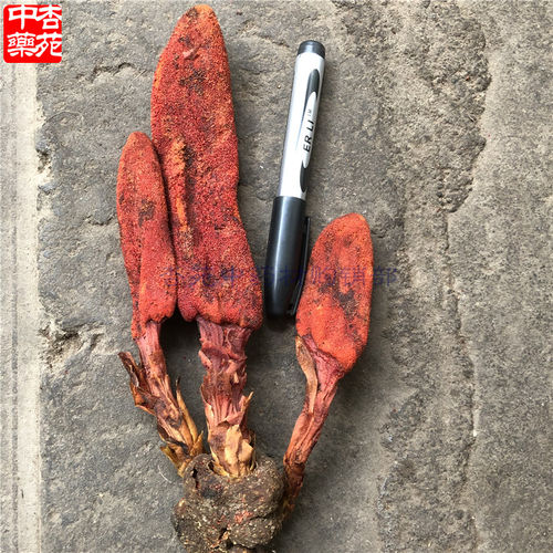 500g中草药云南回春草中药材草苁蓉顶天柱不老草男性泡酒料