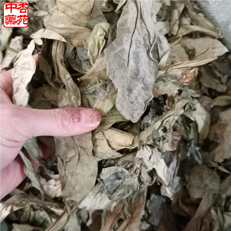 中药材中草药龙利叶500克包邮 龙俐叶龙舌叶龙脷叶牛耳叶