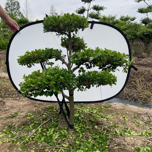 小叶瓜子黄杨树造型盆景绿化小型