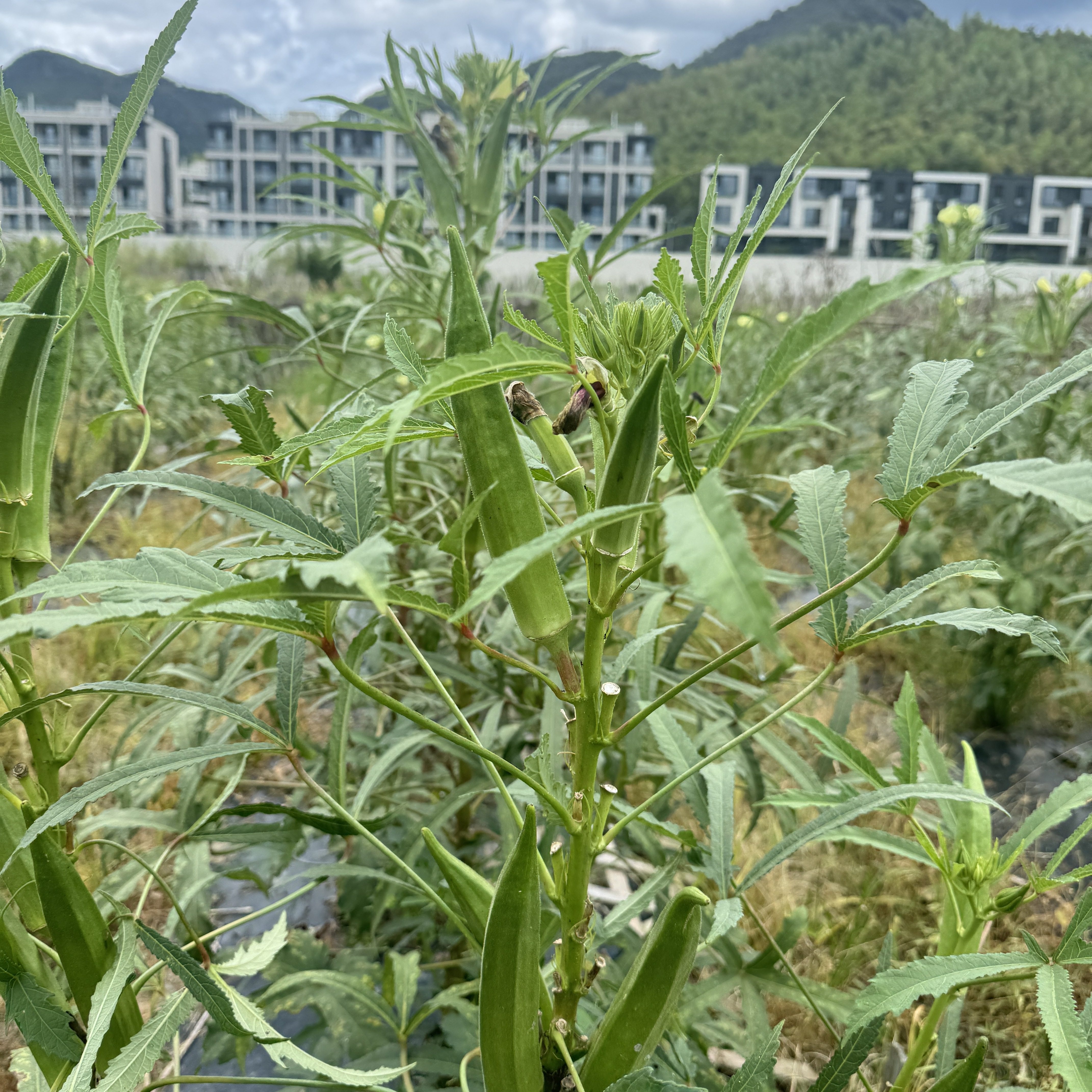 杭州农家自种秋葵新鲜蔬菜现摘现发时令蔬菜