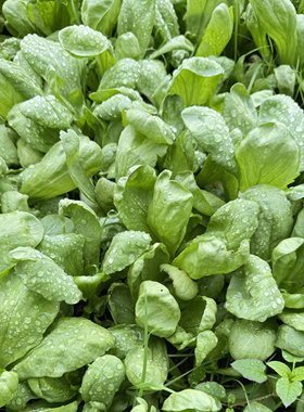 农家自种大叶茼蒿火锅菜现摘现发新鲜应季蔬菜