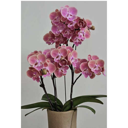 唯美3.0寸杯粉色双花剑蝴蝶兰