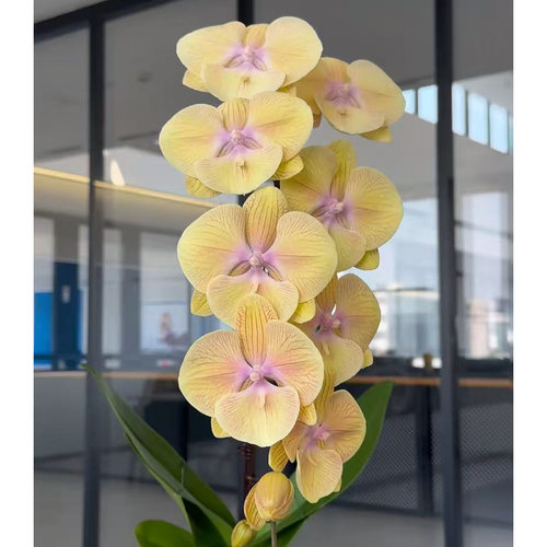 【黄金满堂】3.0寸双花剑黄色系大花型高品质精品蝴蝶兰