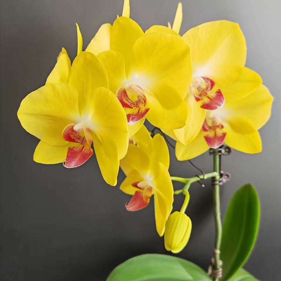 【大黄蜂】2.8寸双花剑黄