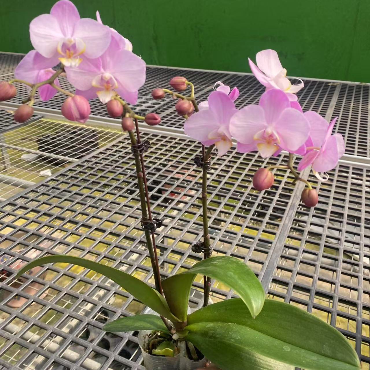 【银河】3.0寸杯中花型双花剑 室内花卉 高品质蝴蝶兰单花剑