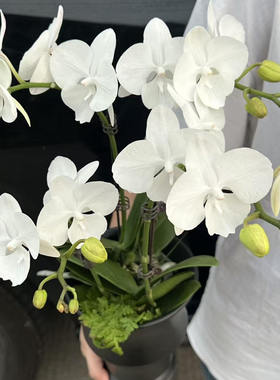 【白天鹅】3.0寸杯单花剑纯白色花型 高品质精品蝴蝶兰