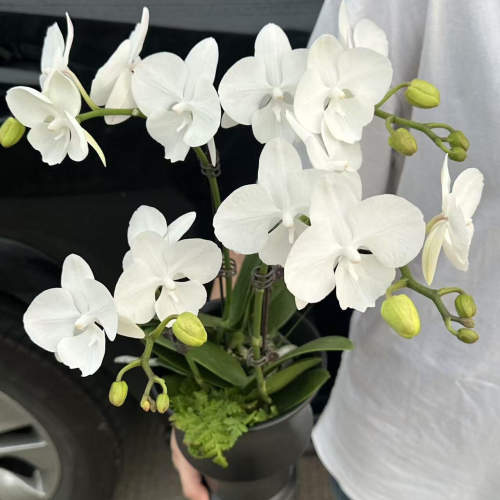 【白天鹅】3.0杯寸带花苞-双花剑