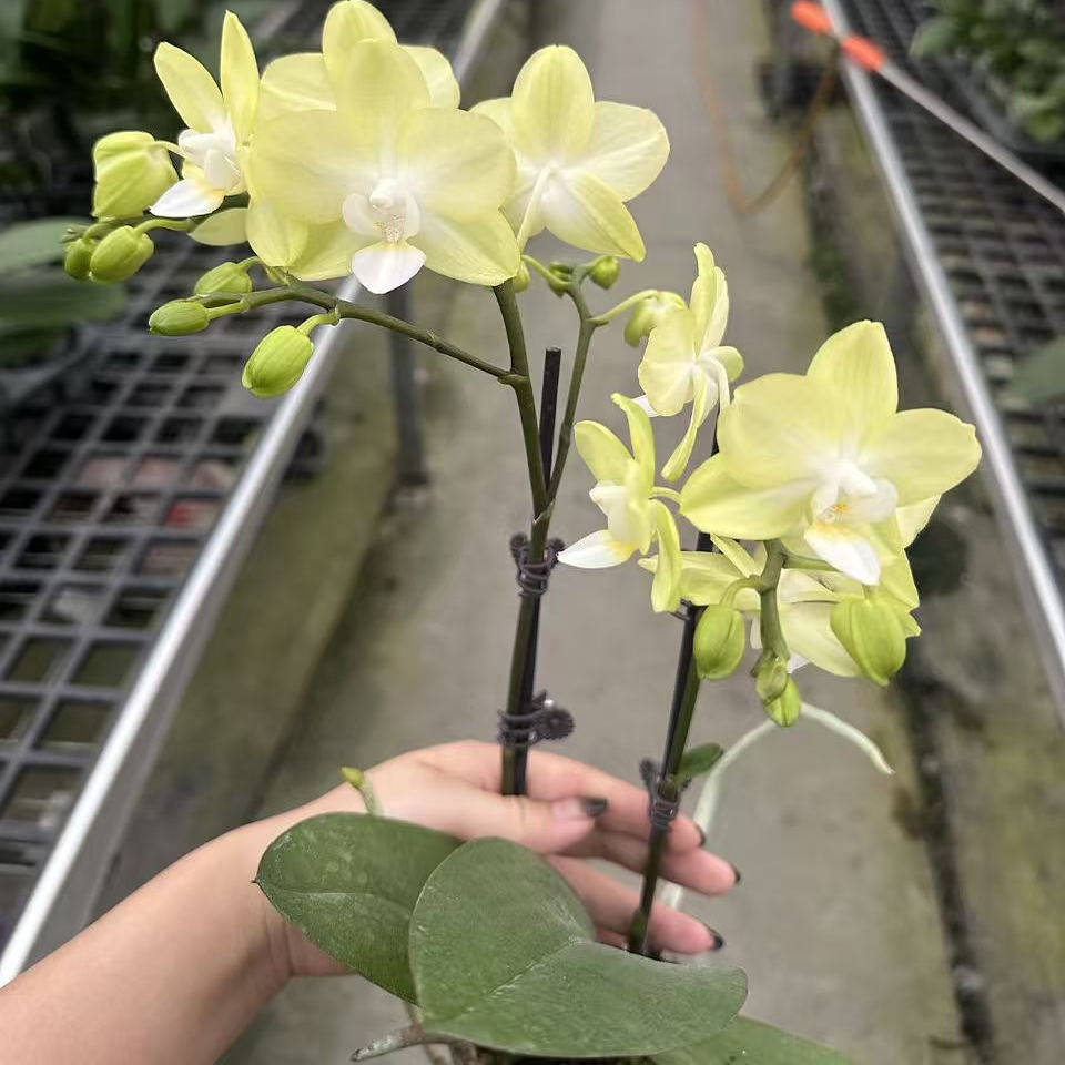 【薄荷糖】3.0杯寸 双花剑 带花带花苞高品质精品蝴蝶兰